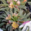 'Little Peach' Lewisia 1 'Little Peach' Lewisia -Perennials Store Lewisia Little Peach 1