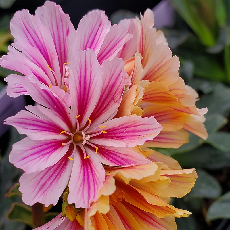 'Little Plum' Lewisia 4 'Little Plum' Lewisia - Image 2