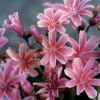 'Little Plum' Lewisia -Perennials Store Lewisia Little Plum 2