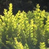 Golden Ticket® Privet 2 Golden Ticket® Privet -Perennials Store Ligustrum Golden Ticket 1