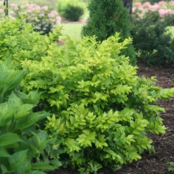 Golden Ticket® Privet -Perennials Store Ligustrum Golden Ticket 3