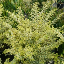 Good Vibrations® Privet -Perennials Store LigustrumGoodVibrationsDSC01274 1080x1080 944f5b4