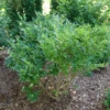 Kindly™ Privet 1 Kindly™ Privet -Perennials Store LigustrumKindlyP1207368 1080x1080 ba2b33d