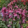 'Starship Deep Rose' Cardinal Flower -Perennials Store Lobelia speciosa cardinal flower starship deep rose 1
