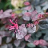 Jazz Hands Bold® Chinese Fringe-Flower -Perennials Store Loropetalum Jazz Hands Bold 1