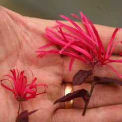 Jazz Hands Bold® Chinese Fringe-Flower -Perennials Store Loropetalum Jazz Hands Bold 2