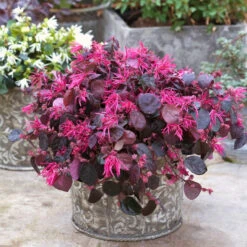 Jazz Hands Bold® Chinese Fringe-Flower -Perennials Store Loropetalum Jazz Hands Bold 3