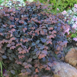 Jazz Hands® Pink Chinese Fringe-Flower -Perennials Store Loropetalum Jazz Hands Dwarf Pink 3