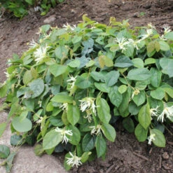 Jazz Hands® White Chinese Fringe-Flower -Perennials Store Loropetalum Jazz Hands Dwarf White 3