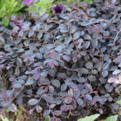 Jazz Hands Mini® Chinese Fringe-Flower -Perennials Store Loropetalum Jazz Hands Mini 2