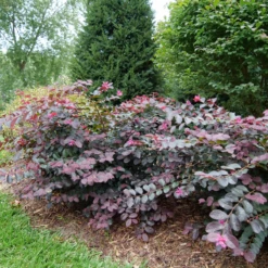 Jazz Hands® Pink Chinese Fringe-Flower -Perennials Store LoropetalumJazzHandsPinkP1079773 800x800 9f503d1
