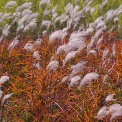 Purple Eulalia -Perennials Store MISPU1Q 2 sw