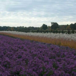 Purple Eulalia -Perennials Store MISPU1Q 3 sw