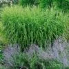 'Strictus' Maiden Grass -Perennials Store MISST1Q 1 sw