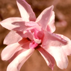 'Leonard Messel' Magnolia 7 'Leonard Messel' Magnolia -Perennials Store Magnolia Leonard Messel 1