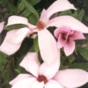'Ann' Magnolia -Perennials Store MagnoliaAnn 800x800 dda5ad5