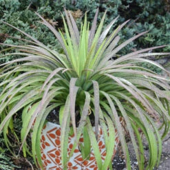 Mad About MangaveĀ® 'Bad Hair Day' Mangave