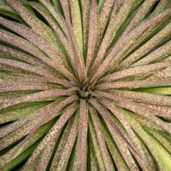 Mad About Mangave® 'Bad Hair Day' Mangave 7 Mad About Mangave® 'Bad Hair Day' Mangave -Perennials Store Mangave BadHairDay Mangave 2