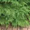 Celtic Pride® Siberian Cypress -Perennials Store Microbiota Celtic Pride 3 L sw