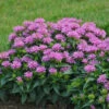 'Pardon My Lavender' Bee Balm -Perennials Store Monarda Pardon My Lavender 1 P