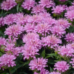 Perennials Store -Perennials Store Monarda Pardon My Lavender 2 P