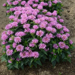 'Pardon My Lavender' Bee Balm -Perennials Store Monarda Pardon My Lavender 3 P