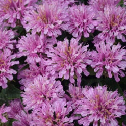 'Pardon My Lavender' Bee Balm -Perennials Store Monarda Pardon My Lavender 4 P