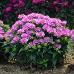 'Pardon My Lavender' Bee Balm -Perennials Store Monarda Pardon My Lavender 5 P