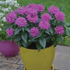'Pardon My Purple' Bee Balm -Perennials Store Monarda Pardon My Purple 1 P