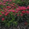 'Pardon My Cerise' Bee Balm -Perennials Store Monardadidyma PardonMyCerise PP29234CPBR57250001lowres