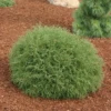 Mr. Bowling Ball® Arborvitae -Perennials Store MrBowlingBallArb