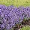 'Cat's Pajamas' Catmint -Perennials Store Nepeta Cats Pajamas 1 P sw