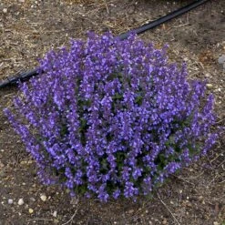 'Cat's Pajamas' Catmint -Perennials Store Nepeta Cats Pajamas 5 P sw