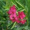 Austin Pretty Limits® Oleander 2 Austin Pretty Limits® Oleander -Perennials Store Nerium Austin Pretty Limits 1 9e0b7022 7f95 463c 8e37 b6d5a896aad4 sw