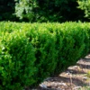 NewGen Freedom® Boxwood -Perennials Store New gen freedom