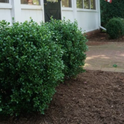 NewGen Freedom® Boxwood -Perennials Store New gen freedom2