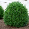 NewGen Independence® Boxwood 1 NewGen Independence® Boxwood -Perennials Store NewGen Independence3