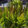 Royal Fern -Perennials Store Osmunda regalis