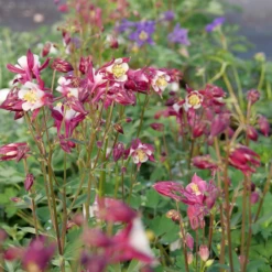 'Biedermeier Mix' Columbine -Perennials Store P1037254 800x800 d4c8f1c