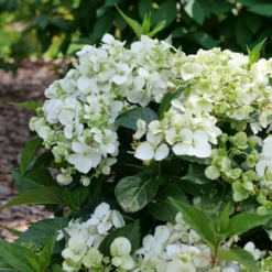 Fairytrail™ White Cascade Hydrangea -Perennials Store P1214369 800x800 8731f55