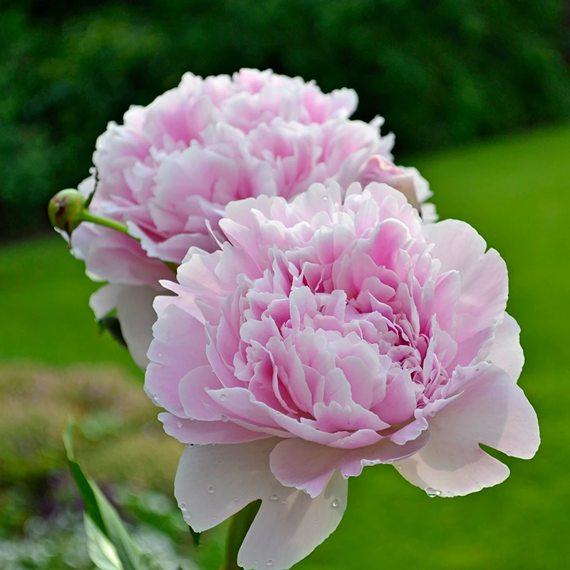 'Sarah Bernhardt' Peony 5 'Sarah Bernhardt' Peony - Image 3