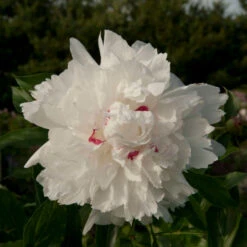 'Festiva Maxima' Peony -Perennials Store Paeonia FestivaMaxima 1