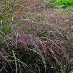 Prairie Winds® 'Apache Rose' Switchgrass 8 Prairie Winds® 'Apache Rose' Switchgrass -Perennials Store Panicum Apache Rose 1 P