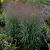 Prairie Winds® 'Apache Rose' Switchgrass -Perennials Store Panicum Apache Rose 3 P