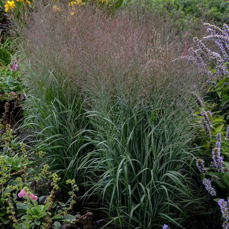 Prairie Winds® 'Apache Rose' Switchgrass 3 Prairie Winds® 'Apache Rose' Switchgrass