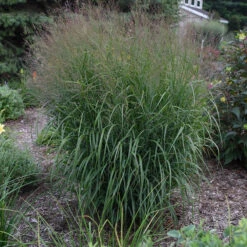 Prairie Winds® 'Apache Rose' Switchgrass 10 Prairie Winds® 'Apache Rose' Switchgrass -Perennials Store Panicum Apache Rose 4 P