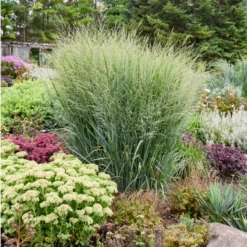 Perennials Store 24 Prairie Winds® 'Totem Pole' Switchgrass