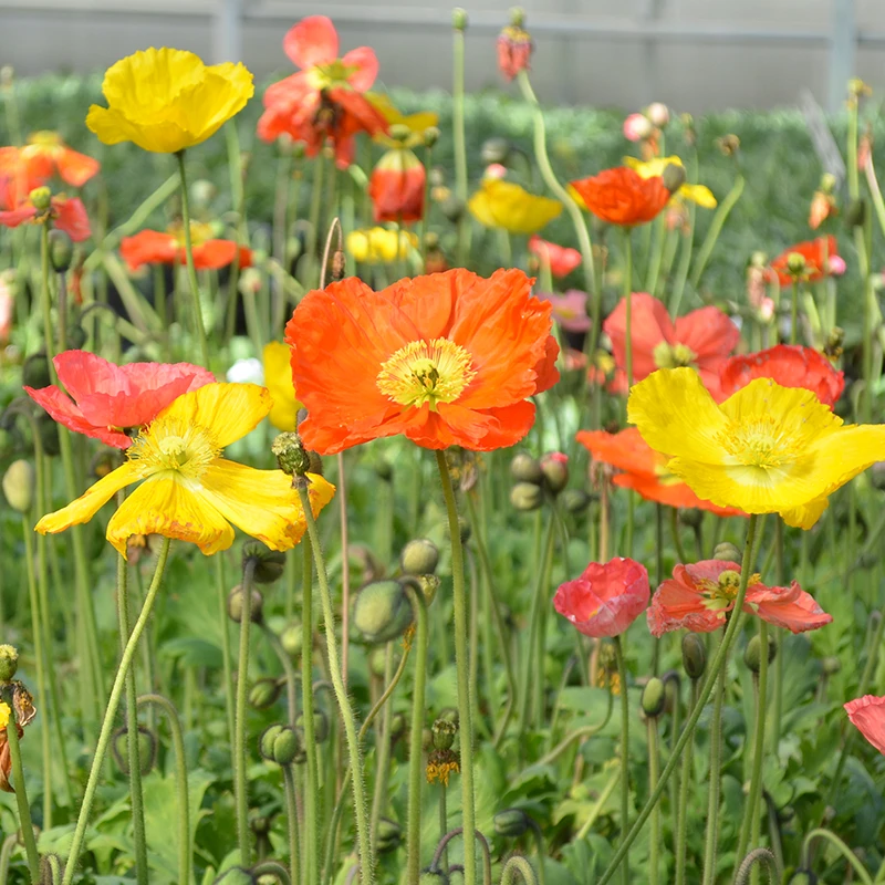 'Champagne Bubbles' Icelandic Poppy Mix 3 'Champagne Bubbles' Icelandic Poppy Mix