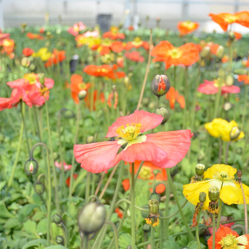'Champagne Bubbles' Icelandic Poppy Mix 4 'Champagne Bubbles' Icelandic Poppy Mix - Image 2