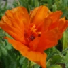 'Harvest Moon' Oriental Poppy -Perennials Store PapaverHarvestMoon 170914kwe003